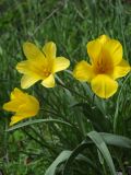 Tulipa brachystemon