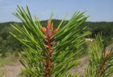 Pinus pallasiana