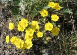 Potentilla humifusa