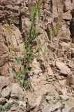 Cleome arabica