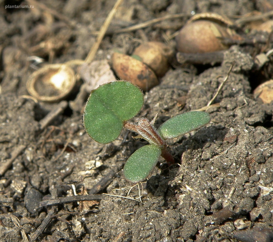 Изображение особи Medicago lupulina.