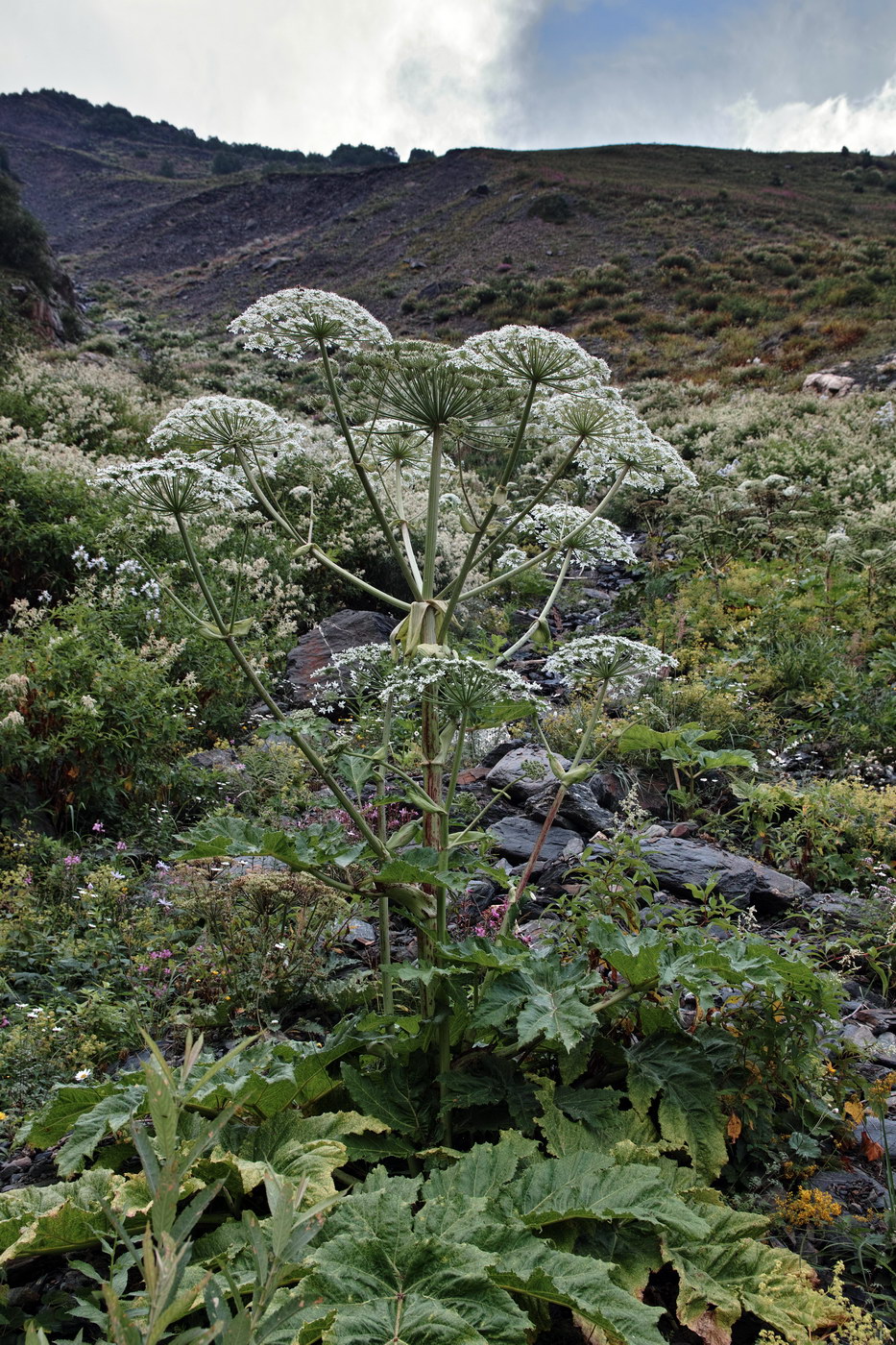 Изображение особи род Heracleum.