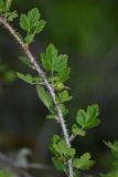 Grossularia burejensis. Часть побега с незрелым плодом. Приморский край, Дальнегорский городской округ, окр. с. Лидовка, устье р. Лидовки на правом берегу. 11.06.2016.