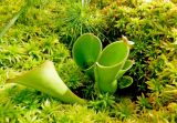 Heliamphora nutans. Вегетирующее растение. Москва, Аптекарский огород. 04.08.2016.