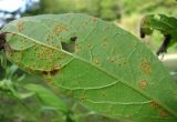 Carpesium cernuum. Лист (вид снизу), поражённый ржавчинным грибом (вероятно, Coleosporium carpesii). Краснодарский край, окр. Сочи, нарушенное место близ леса. 08.10.2014.