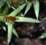 Saxifraga ascoldica