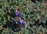 Oxytropis tianschanica