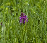 Dactylorhiza umbrosa