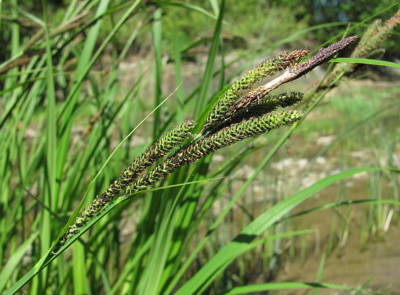 Изображение особи Carex buekii.