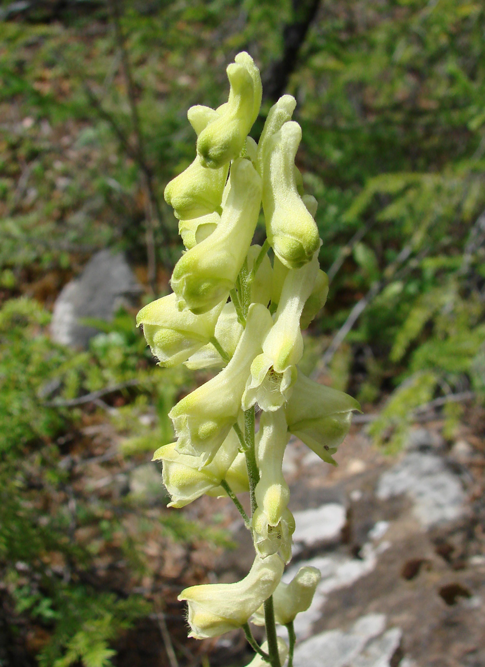 Изображение особи Aconitum barbatum.