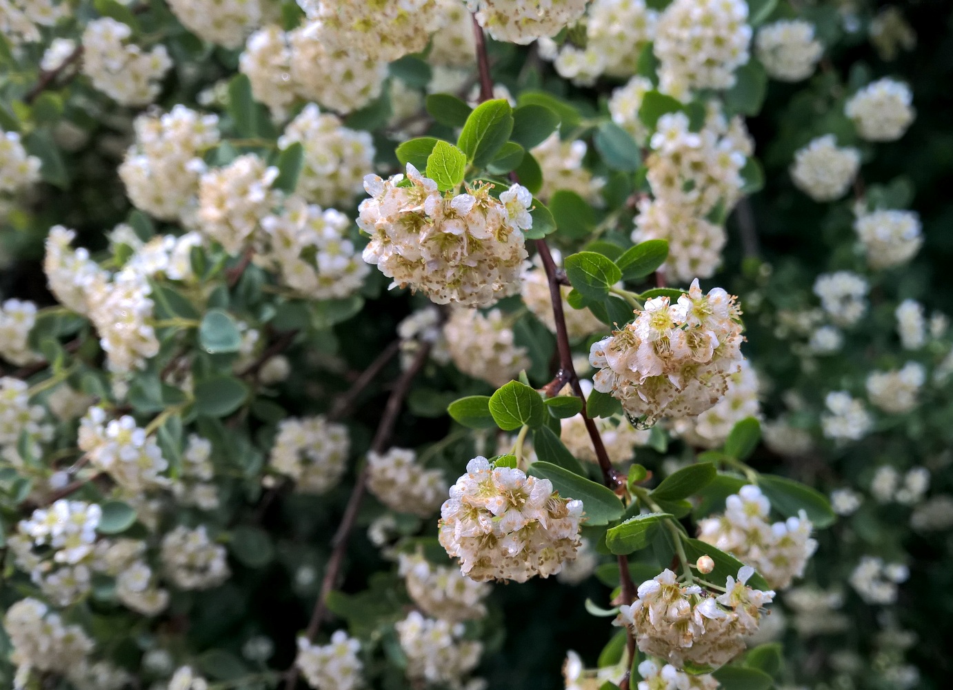 Image of genus Spiraea specimen.