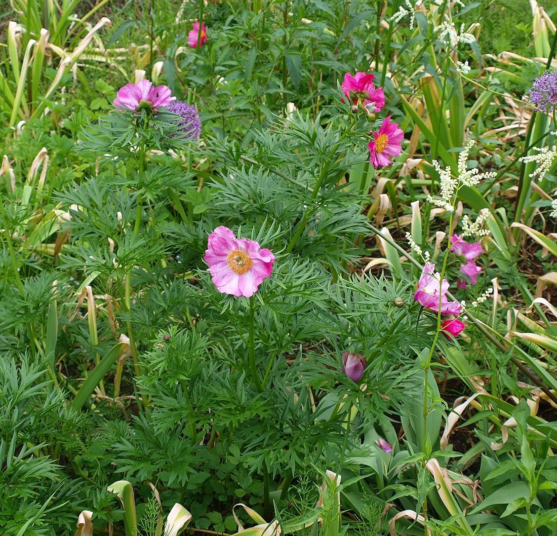 Изображение особи Paeonia hybrida.