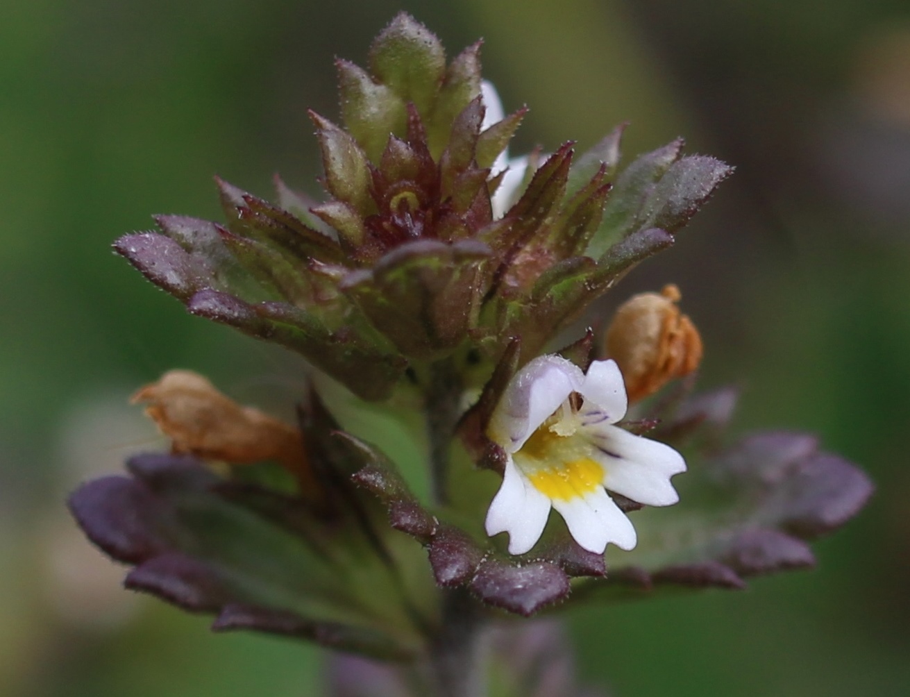 Изображение особи Euphrasia wettsteinii.