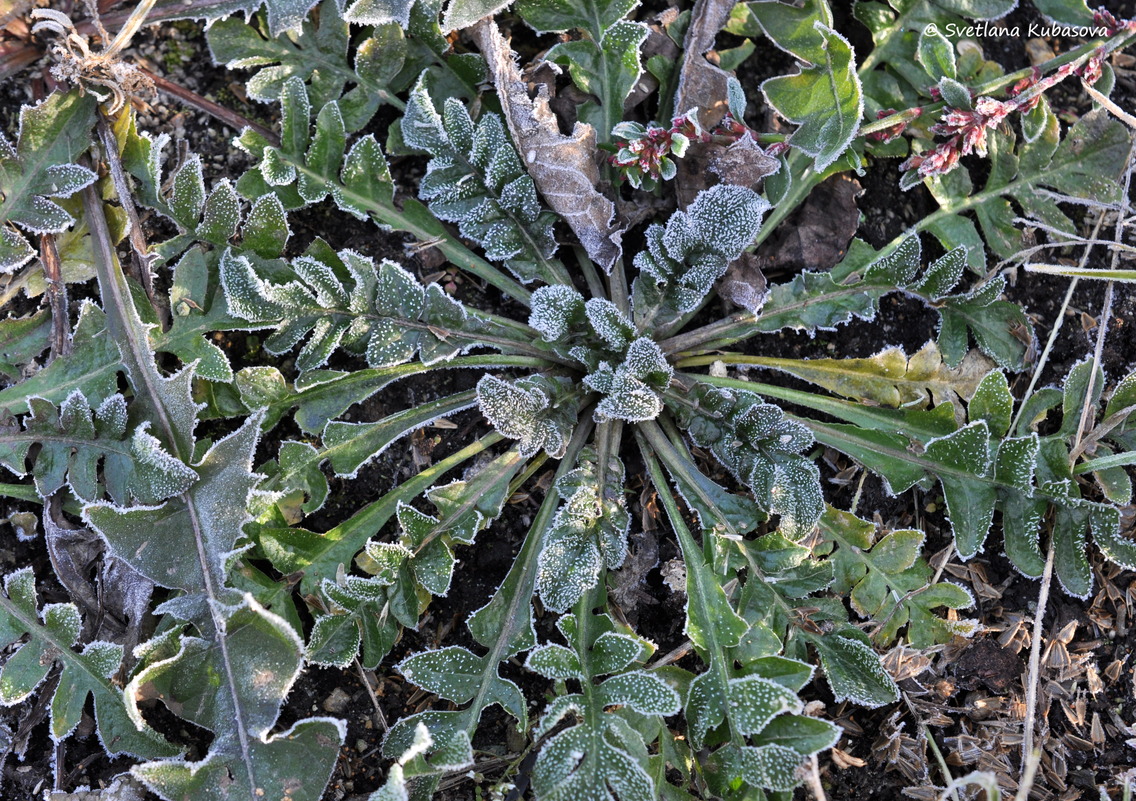 Image of Capsella bursa-pastoris specimen.