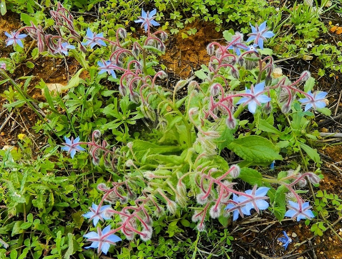 Изображение особи Borago officinalis.