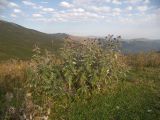 Cirsium euxinum