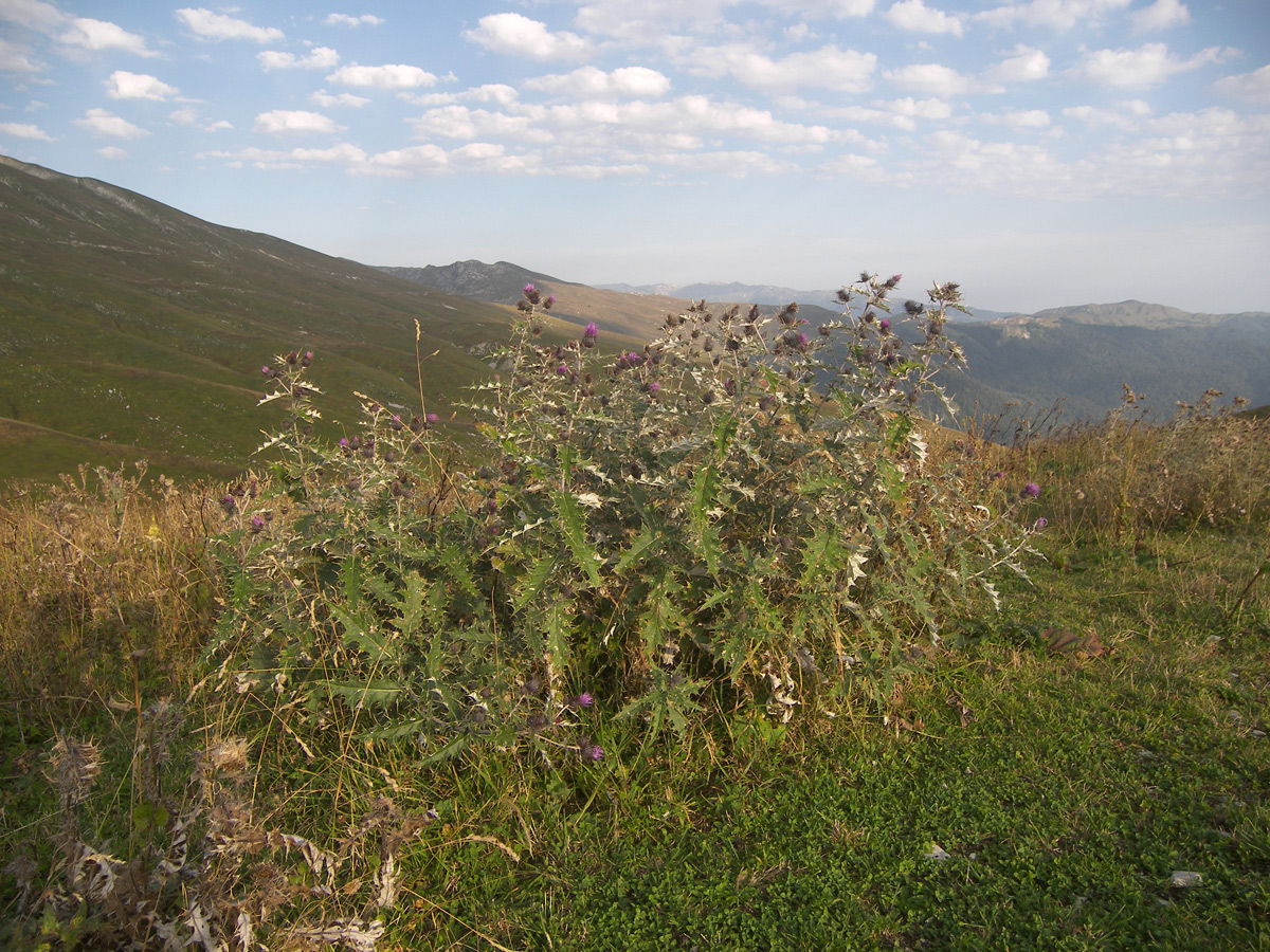 Изображение особи Cirsium euxinum.