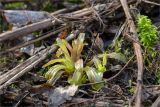 Epilobium adenocaulon. Отрастающие после зимы побеги. Ленинградская обл., Ломоносовский р-н, окр. дер. Низино, влажный берег ручья. 24.02.2019.