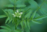 Cardamine impatiens. Верхушка побега с соцветием. Кировская обл., г. Кирово-Чепецк, тропа в лесопарке. 24.06.2018.