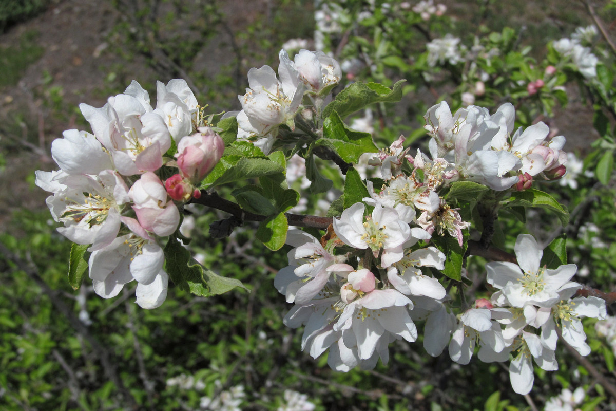 Изображение особи род Malus.