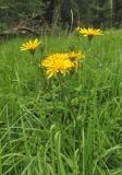 Crepis lyrata