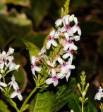 Pseuderanthemum carruthersii