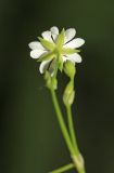 Stellaria undulata. Цветок (вид со стороны чашечки). Приморский край, окр. г. Владивосток, п-ов Муравьёва-Амурского, на обочине дороги. 03.06.2020.