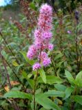 Spiraea salicifolia