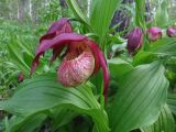 Cypripedium × ventricosum