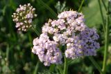 Achillea millefolium