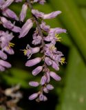 Cordyline stricta. Соцветие. Израиль, Иудейские горы, г. Иерусалим, ботанический сад университета. 23.05.2018.