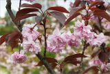 Prunus serrulata. Часть цветущей веточки. Краснодарский край, г. Сочи, парк \"Дендрарий\", Сад непрерывного цветения, в культуре. 11.05.2021.