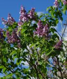 Syringa vulgaris