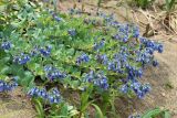 Mertensia maritima