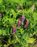 Vicia amurensis