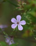 Geranium robertianum