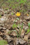 Tulipa biebersteiniana