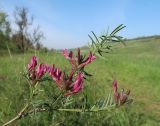 Astragalus cornutus. Цветущее растение. Луганская народная республика, г. Луганск, балка Калмыцкий Яр, днище балки. 13.05.2023.