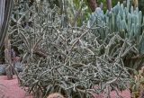 Cylindropuntia imbricata