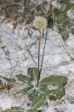 Taraxacum serotinum