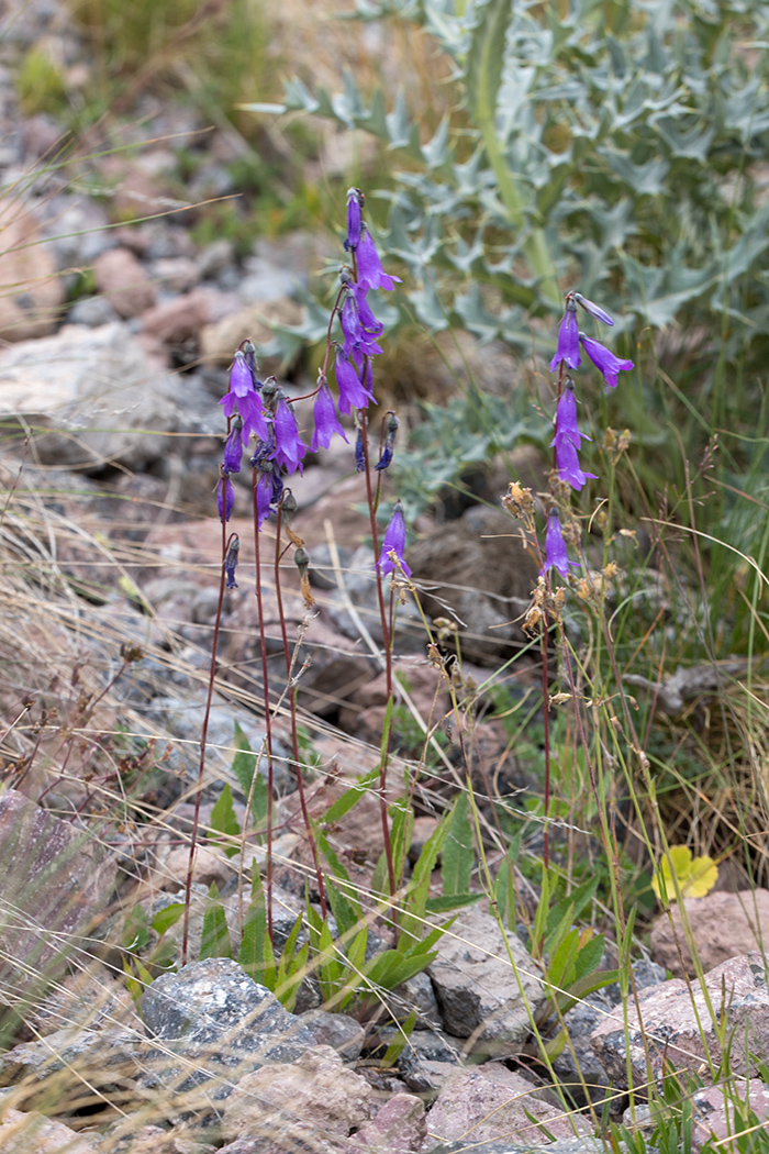 Изображение особи Campanula sarmatica.