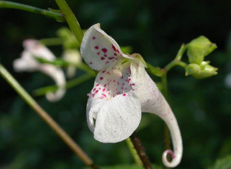 Изображение особи Impatiens furcillata.