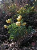 Corydalis nobilis. Цветущие растения на зарастающей осыпи. Алтай, Шебалинский р-н, окрестности с. Камлак. 23.04.2011.