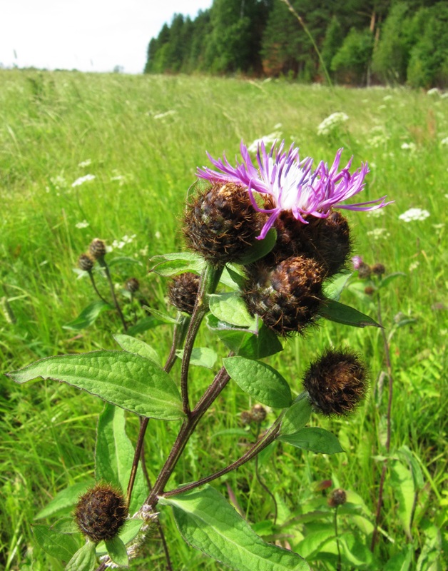 Изображение особи Centaurea phrygia.