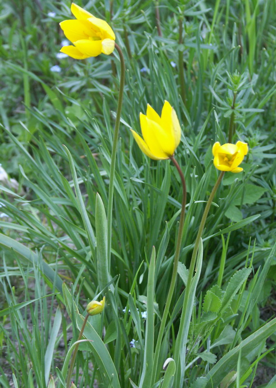 Изображение особи Tulipa sylvestris.