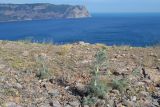 Seseli gummiferum. Зацветающее растение. Крым, Караньское плато, вид на мыс Айя. 27 июня 2012 г.