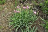 Tragopogon marginifolius