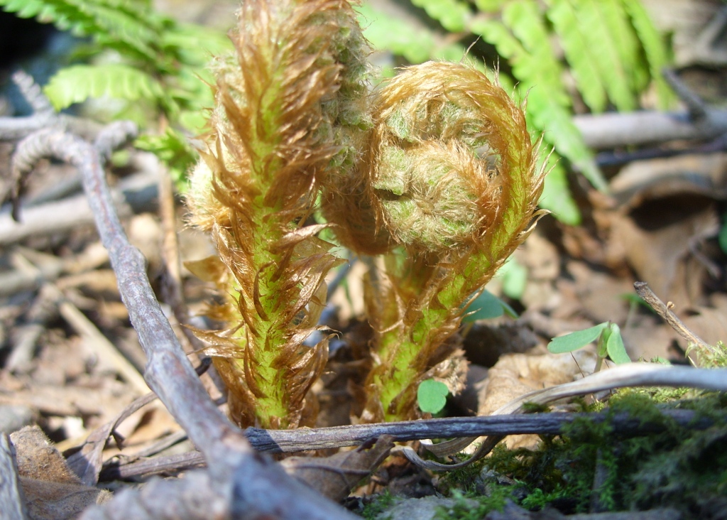 Изображение особи Dryopteris crassirhizoma.