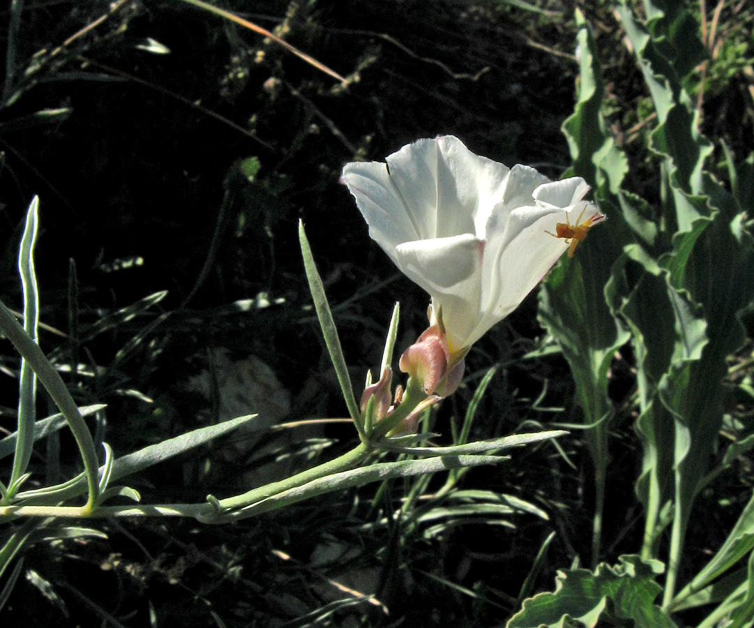 Изображение особи Convolvulus holosericeus.