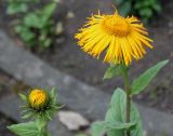 род Inula